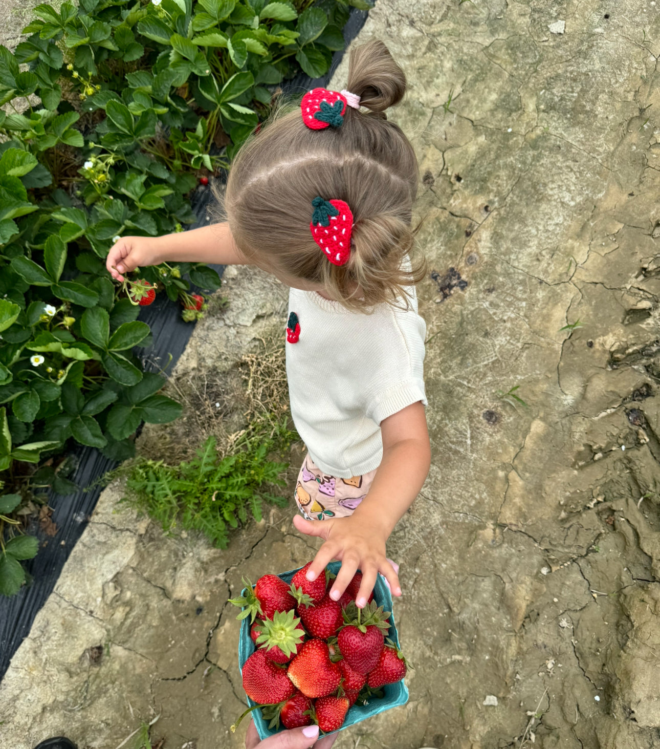 Strawberry Clip (1 clip)