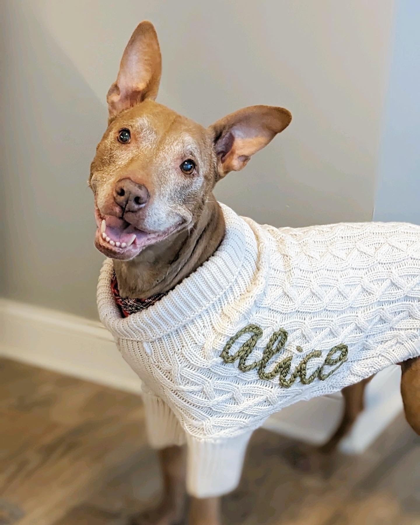 Custom embroidered Dog sweater